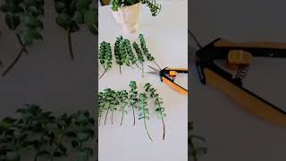 String Of Buttons Cuttings From A Leggy Plant propagationtips plants indoorplants [upl. by Lohner916]