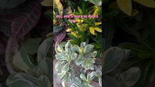 Croton winter care gardeningaesthetics gardeningadvice crotonplantcare [upl. by Notnerb]