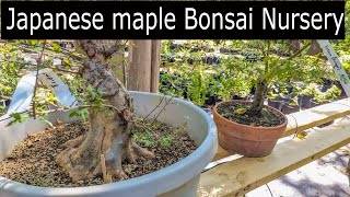 Japanese Maple Bonsai Nursery tour Metro maples [upl. by Epp]