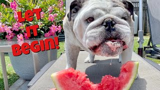 Reuben the Bulldog Its Officially Summer [upl. by Rubens]