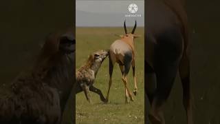 Hyena  lakadbaggha shorts viral hyena animals wildlife shortvideo nature trending short [upl. by Sasnett190]