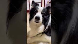 Khứa Border Collie này làm sai bordercollie [upl. by Mahseh2]