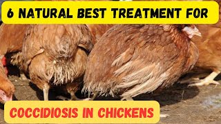 5 best organic remedies that will prevent and treat coccidiosis in chickens instantly [upl. by Dnaltroc566]