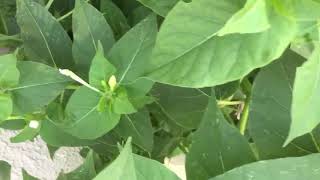 Planta Maravilla Mirabilis jalapa beneficios y propiedades [upl. by Lachus]