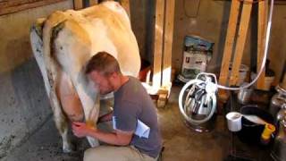 How to Milk Cows 1 [upl. by Laynad]