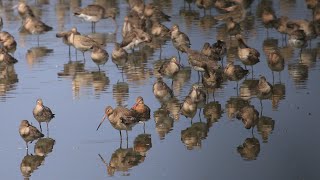 A Lake Full of Godwits  4K [upl. by Enajyram]