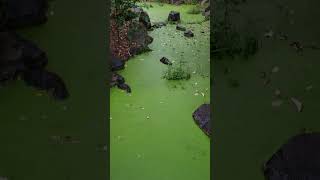 So tempted to stir it LOL Fall bloom nature wetlands shorts amazing green plants [upl. by Nere348]