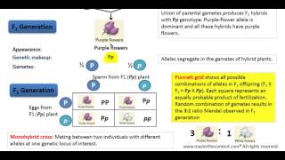 OAT Mendelian Inheritance – Part 2 Monohybrid Cross [upl. by Normand93]