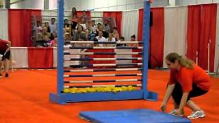 Dog Show  High Bar Jumping [upl. by Acirretal]