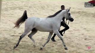 N 105 Al Khaled Al Qasr Al Malaky Egypt National Arabian Horse Championship 2024 Colts 2 Years O [upl. by Annait]