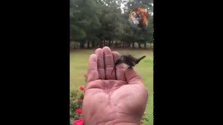 Colibri bird drinking water from my hand [upl. by Ponton]