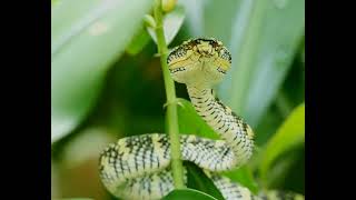 Sleepy Waglers pit viper snake in Singapore wildsingapore nature snake viral [upl. by Llewellyn]