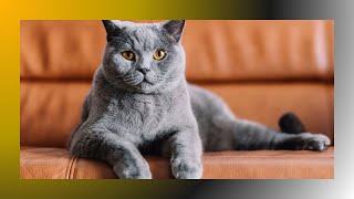 Discovering the Chartreux Cat Breed A Guide to the Gentle Giants of the Feline World [upl. by Utica]