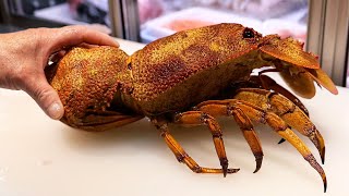 Japanese Street Food  RED SLIPPER LOBSTER AND GROUPER FISH Okinawa Seafood Japan [upl. by Hobbie]