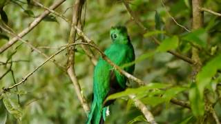 A pair of resplendent quetzals in Costa Rica [upl. by Lawford]