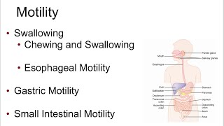 Peristalsismixing movementgastric motility and emptying GIT physiology [upl. by Aneetsyrk43]