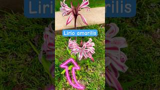 Lirios amarilis en floración y cómo cuidarlos flores plantas lírio [upl. by Crista]