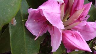 Bombus melanopygus bumble bee buzzpollinating rhododendren blossoms 2 [upl. by Favian649]