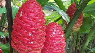 Shampoo Ginger Lily  Awapuhi  Natural Shampoo ginger plants viral [upl. by Anemolihp]