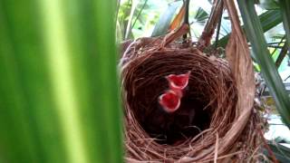 Hungry baby birds [upl. by Aniratac]