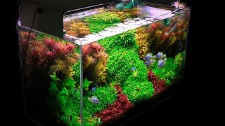 Aquascape Tutorial HUGE XL Discus Islands Fish Tank How To Planted Aquarium Step By Step Guide [upl. by Ernesto138]