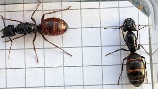 Camponotus CA02 USA vs Camponotus pennsylvanicus USA 03112024 [upl. by Ahselaf]