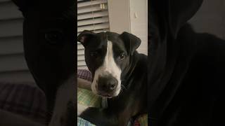 Dogs be telling lies like…shorts funny memes dog [upl. by Durrett]