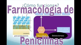 Farmacología de la Amoxicilina y otros antibióticos tipo penicilina [upl. by Tamra]