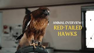 RedTailed Hawk  Animal Overview [upl. by Ahsiener265]