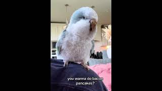 Ever seen a bird dance to the tune of Bacon Pancakes You wont believe your eyes and ears🤣 [upl. by Asilam370]