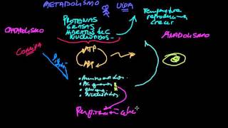 Introducción al Metabolismo [upl. by Nyladam]