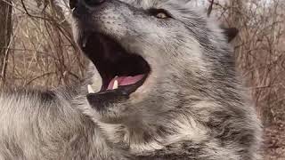 Beautiful Wolf Howls and Howls And One Last Howl [upl. by Genevra]