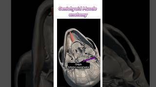 Geniohyoid Muscle anatomy ✅anatomy shortvideo neck shorts pain [upl. by Luoar]