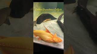 MMA Short  Golden Granulosus Catfish  Yellow Granulosus Catfish catfish aquariumfish fish [upl. by Adelheid818]