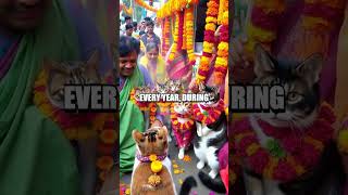 The Hidden Cat Calendar of Kerala A Sacred Ritual Unveiled [upl. by Marabelle]