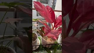 Aglaonema and syngonium 🌸🌸gardening plants indoorplantlover indoorplants houseplants [upl. by Sofia595]