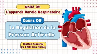 Physiologie Cardiaque  Régulation de la Pression Artérielle  2éme année Médecine [upl. by Anhej224]