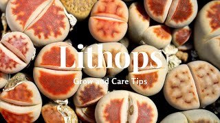 Lithops Grow and Care Tips [upl. by Vannie]