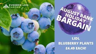 BLUEBERRY PLANTS 🫐 AUGUST BANK HOLIDAY SALE BARGAIN FROM LIDL  EVERBEE  Ldn GARDEN [upl. by Anaidirib739]