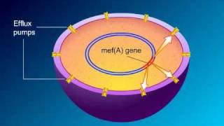 Macrolides Mechanisms of Action and Resistance [upl. by Yoral]