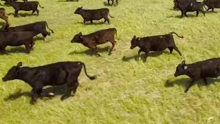 Herding Cattle With a Drone [upl. by Tihom853]