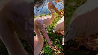 Pelicans Will Eat Anything  swan birdspecies animals animalplatoon wildlife pelicans [upl. by Millan]