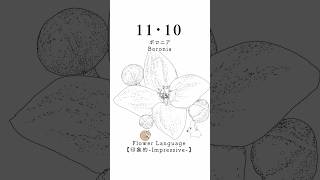 11・10 ボロニアBoronia 花言葉 flowerlanguage [upl. by Florie]