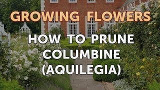 How to Prune Columbine Aquilegia [upl. by Nevad795]