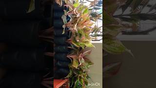 Aglaonema repoting and ready for sale plantsindoorplants [upl. by Einahpehs]