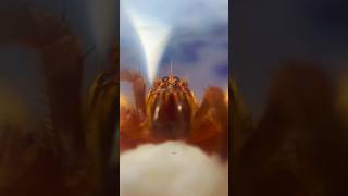 Линька паука Cupiennius salei 🕷️ Tiger Wandering Spider shorts spider tarantula molting паук [upl. by Burta]