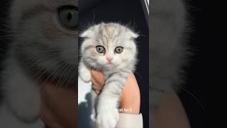 Cute little fellows kitten cute catlover foryou cat trending funny scottish british baby [upl. by Irwin]