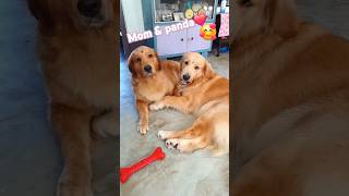 shorts feed youtubeshorts shorts viral cutegolden doglover love [upl. by Aicyla]