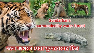 জল জঙ্গলে ভরা সুন্দরবনের চিত্র Image of Sundarbans full of water jungle [upl. by Cykana]