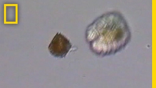 Watch Plankton quotHarpoonquot Their Prey  National Geographic [upl. by Norted258]